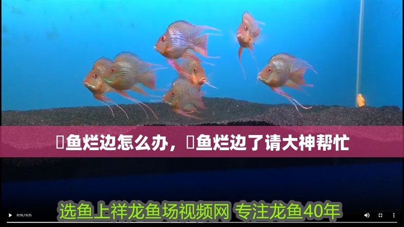魟魚爛邊怎么辦，魟魚爛邊了請大神幫忙