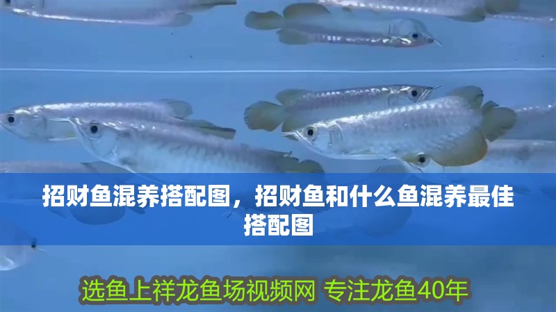 招財魚混養搭配圖，招財魚和什么魚混養最佳搭配圖