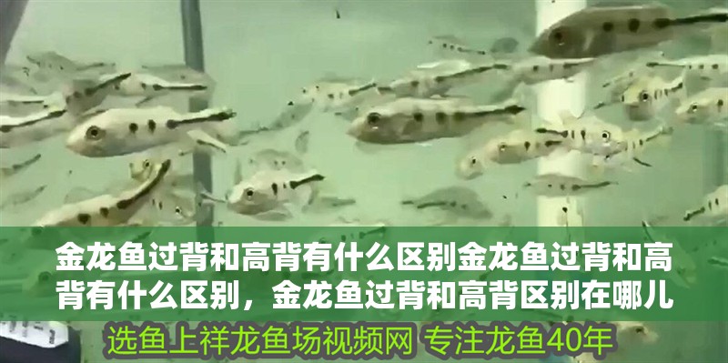 金龍魚過背和高背有什么區別金龍魚過背和高背有什么區別,金龍魚過背和高背區別在哪兒啊 觀賞魚百科 第1張 金龍魚過背和高背有什么區別金龍魚過背和高背有什么區別,金龍魚過背和高背區別在哪兒啊 金龍魚過背和高背有什么區別金龍魚過背和高背有什么區別,金龍魚過背和高背區別在哪兒啊 觀賞魚百科 第1張
