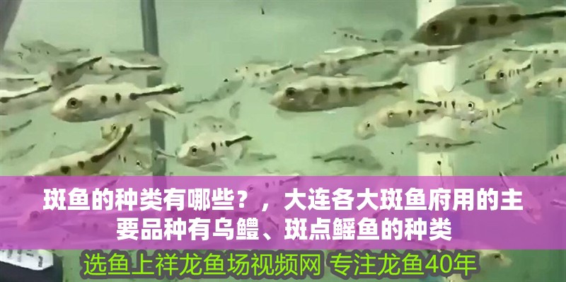 斑魚的種類有哪些？，大連各大斑魚府用的主要品種有烏鱧、斑點鰩魚的種類