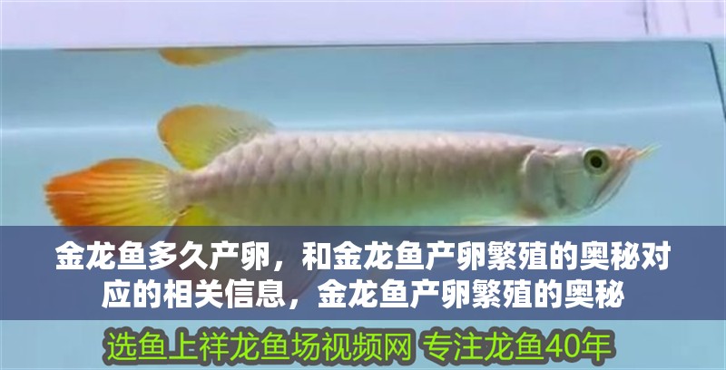 金龍魚多久產卵，和金龍魚產卵繁殖的奧秘對應的相關信息，金龍魚產卵繁殖的奧秘 金龍魚多久產卵，和金龍魚產卵繁殖的奧秘對應的相關信息，金龍魚產卵繁殖的奧秘 觀賞魚百科 第3張