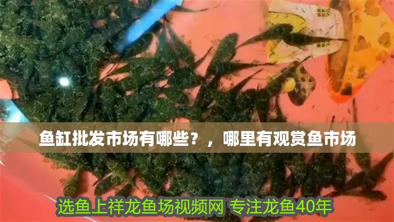 魚缸批發市場有哪些？，哪里有觀賞魚市場