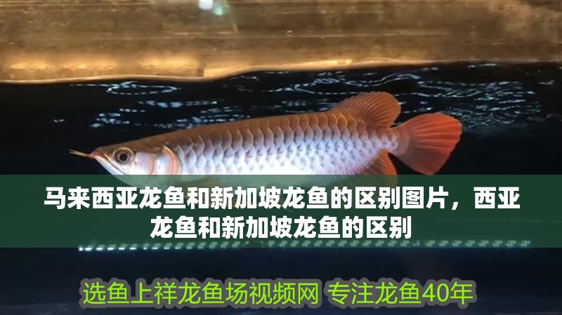 馬來西亞龍魚和新加坡龍魚的區別圖片，西亞龍魚和新加坡龍魚的區別