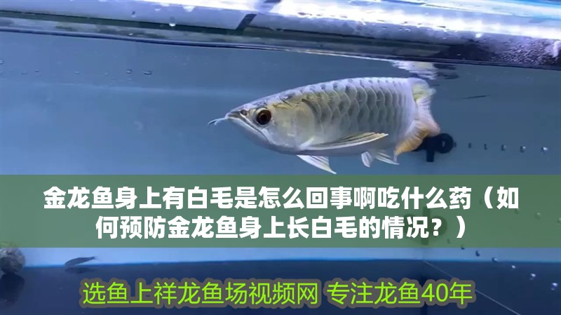 金龍魚身上有白毛是怎么回事啊吃什么藥（如何預(yù)防金龍魚身上長白毛的情況？）