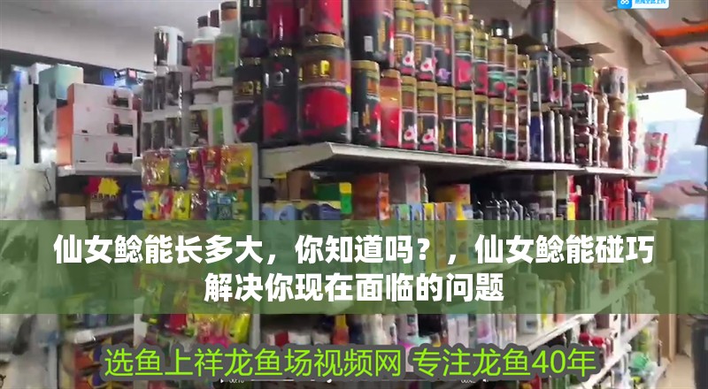 仙女鯰能長多大，你知道嗎？，仙女鯰能碰巧解決你現(xiàn)在面臨的問題 仙女鯰能長多大，你知道嗎？，仙女鯰能碰巧解決你現(xiàn)在面臨的問題 觀賞魚百科