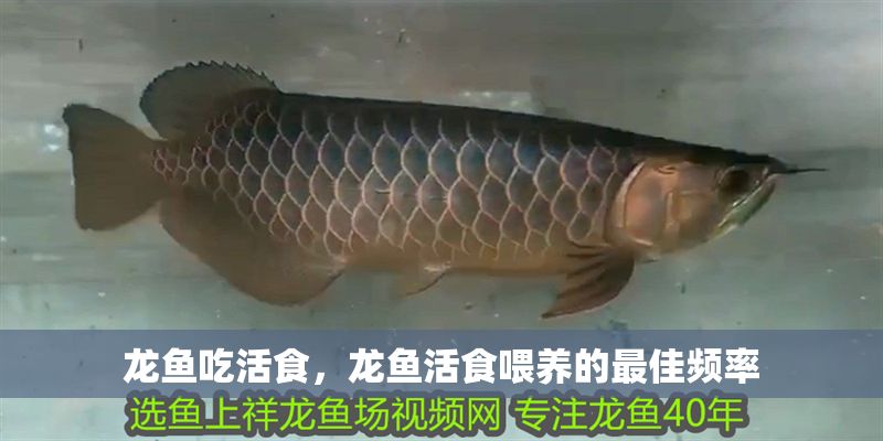 龍魚吃活食,龍魚活食喂養(yǎng)的最佳頻率