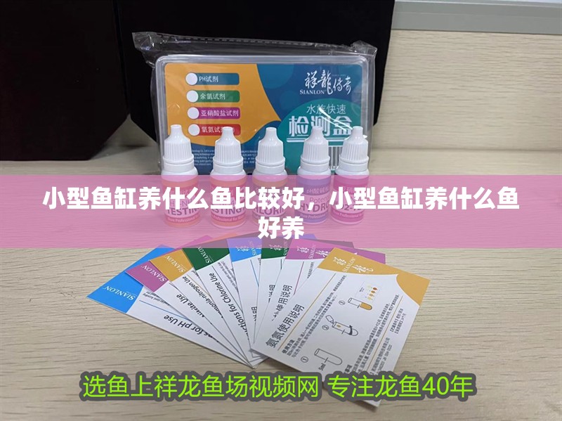 小型魚缸養什么魚比較好，小型魚缸養什么魚好養