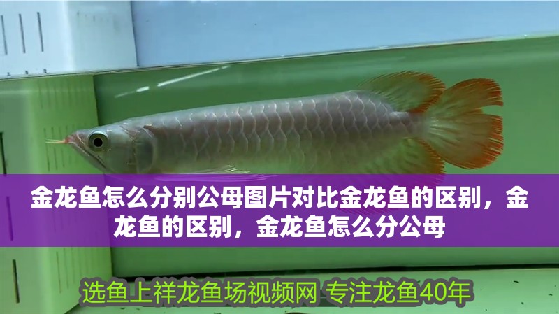 金龍魚怎么分別公母圖片對(duì)比金龍魚的區(qū)別，金龍魚的區(qū)別，金龍魚怎么分公母