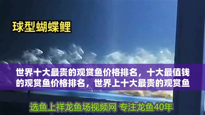 世界十大最貴的觀賞魚價格排名，十大最值錢的觀賞魚價格排名，世界上十大最貴的觀賞魚價格排名