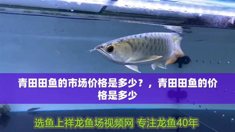 青田田魚的市場價(jià)格是多少？，青田田魚的價(jià)格是多少