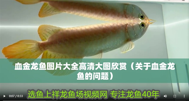 血金龍魚圖片大全高清大圖欣賞（關(guān)于血金龍魚的問題）