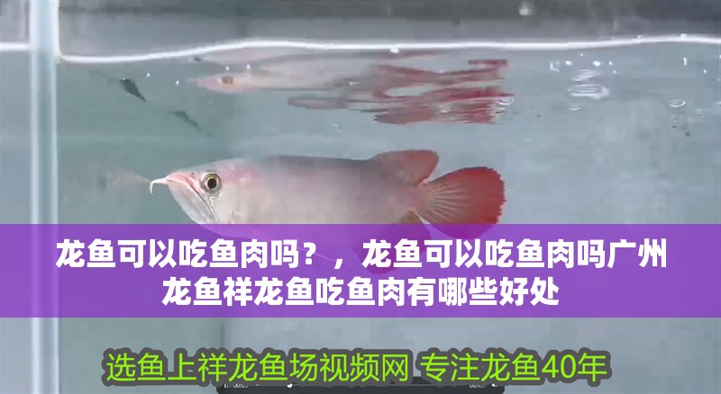 龍魚可以吃魚肉嗎？，龍魚可以吃魚肉嗎廣州龍魚祥龍魚吃魚肉有哪些好處
