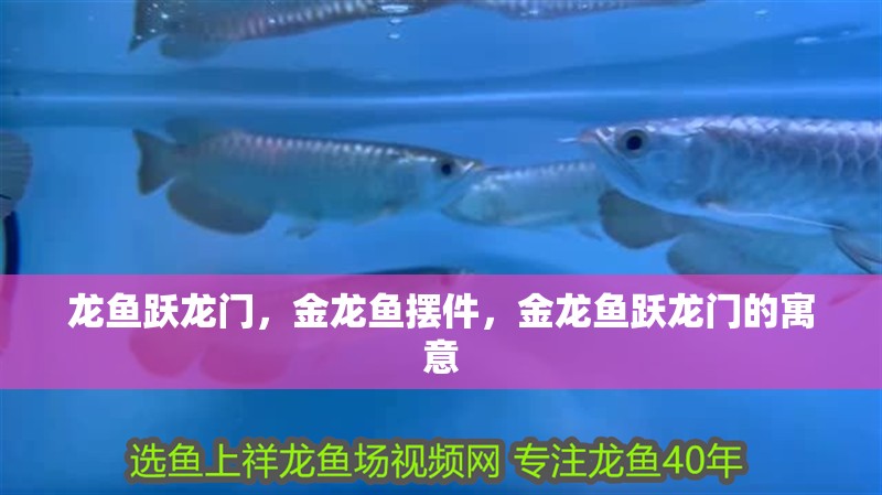 龍魚躍龍門，金龍魚擺件，金龍魚躍龍門的寓意