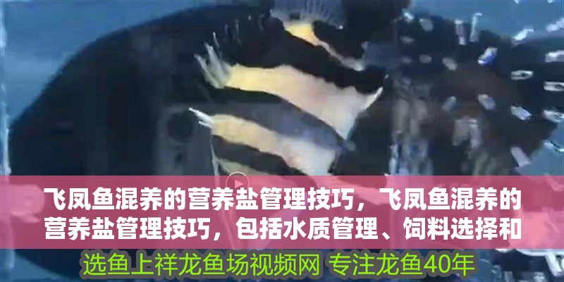 飛鳳魚混養的營養鹽管理技巧，飛鳳魚混養的營養鹽管理技巧，包括水質管理、飼料選擇和投喂方法