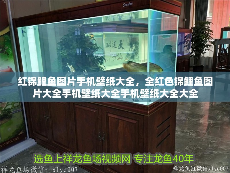 紅錦鯉魚(yú)圖片手機(jī)壁紙大全，全紅色錦鯉魚(yú)圖片大全手機(jī)壁紙大全手機(jī)壁紙大全大全