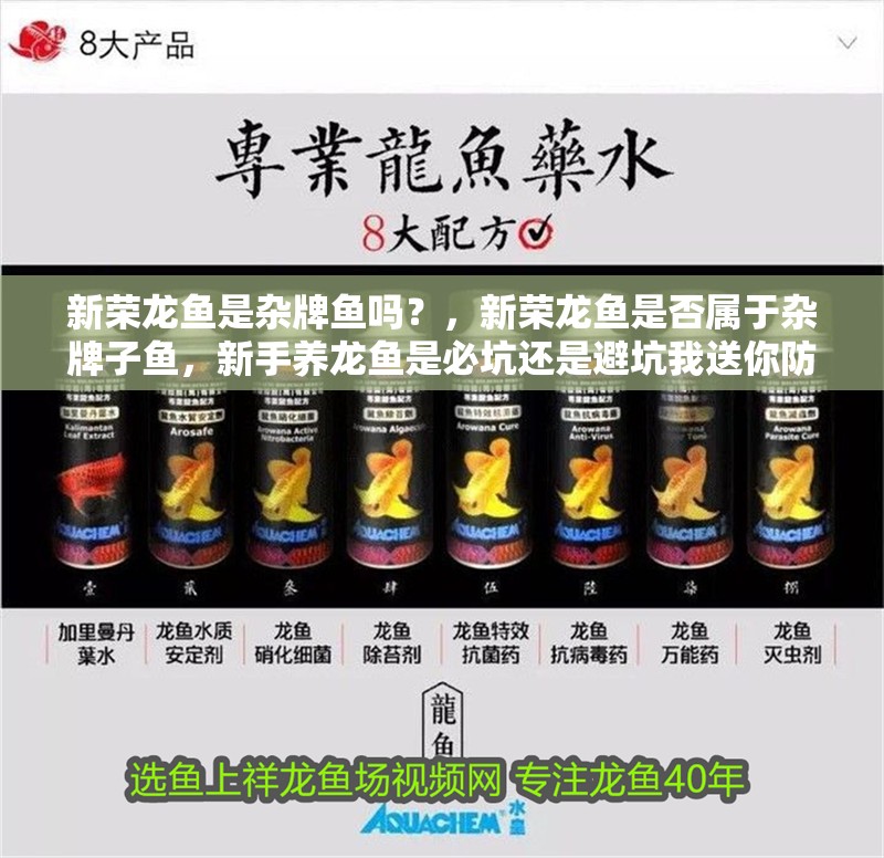 新榮龍魚(yú)是雜牌魚(yú)嗎？，新榮龍魚(yú)是否屬于雜牌子魚(yú)，新手養(yǎng)龍魚(yú)是必坑還是避坑我送你防坑