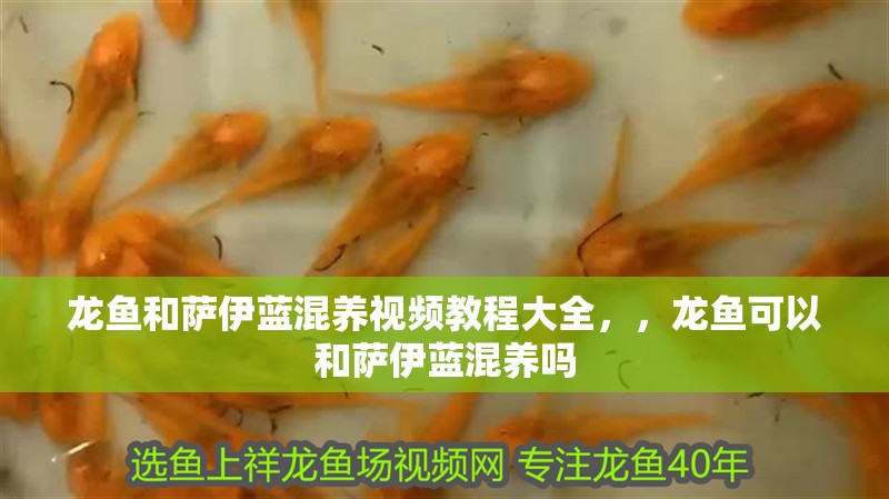 龍魚和薩伊藍混養視頻教程大全，，龍魚可以和薩伊藍混養嗎 龍魚和薩伊藍混養視頻教程大全，，龍魚可以和薩伊藍混養嗎 觀賞魚百科 第2張