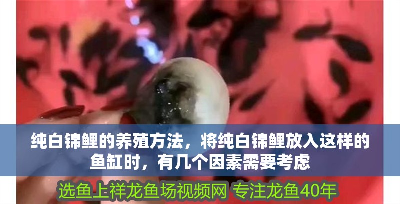 純白錦鯉的養(yǎng)殖方法，將純白錦鯉放入這樣的魚缸時，有幾個因素需要考慮