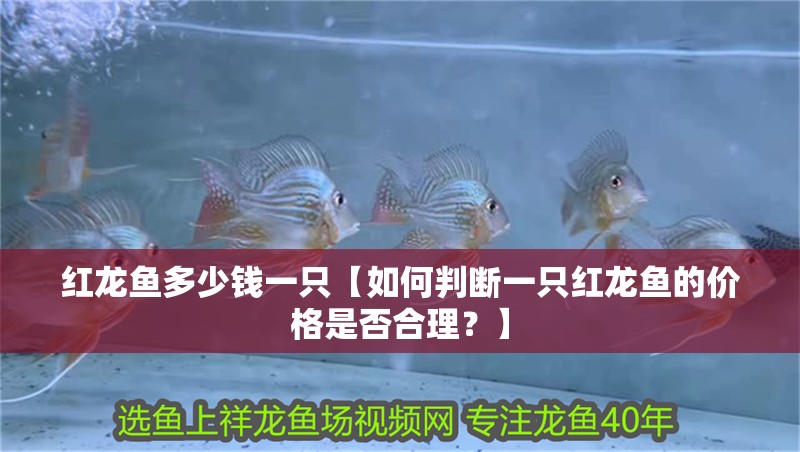紅龍魚多少錢一只【如何判斷一只紅龍魚的價格是否合理？】 紅龍魚多少錢一只【如何判斷一只紅龍魚的價格是否合理？】 水族問答