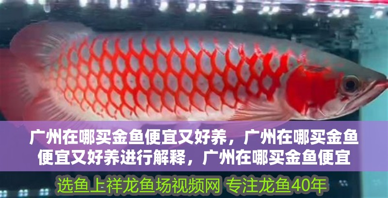 廣州在哪買金魚便宜又好養，廣州在哪買金魚便宜又好養進行解釋，廣州在哪買金魚便宜