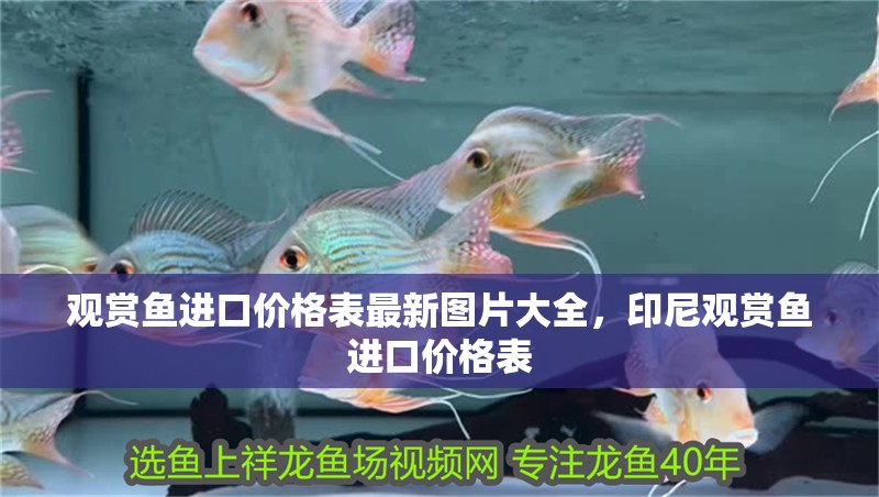 觀賞魚進口價格表最新圖片大全，印尼觀賞魚進口價格表