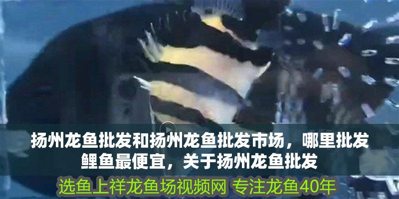 揚州龍魚批發和揚州龍魚批發市場，哪里批發鯉魚最便宜，關于揚州龍魚批發