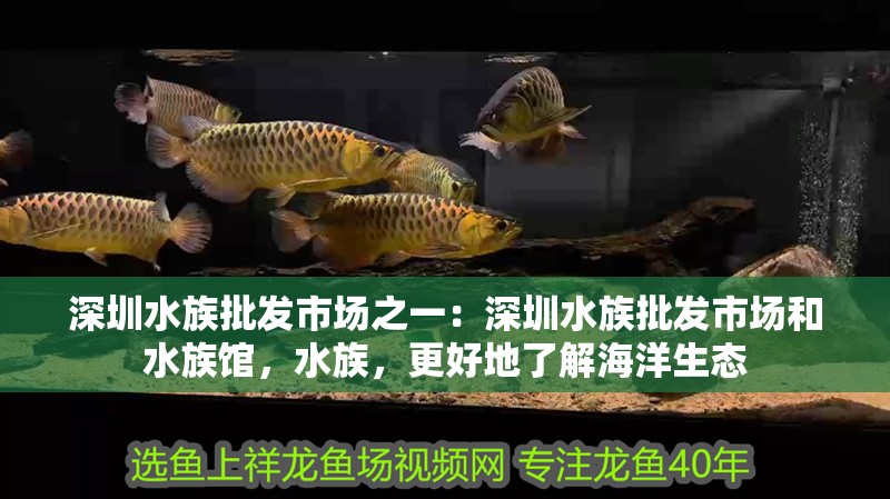 深圳水族批發市場之一：深圳水族批發市場和水族館，水族，更好地了解海洋生態 深圳水族批發市場之一：深圳水族批發市場和水族館，水族，更好地了解海洋生態 觀賞魚百科 第2張