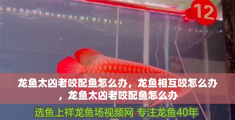 龍魚(yú)太兇老咬配魚(yú)怎么辦，龍魚(yú)相互咬怎么辦，龍魚(yú)太兇老咬配魚(yú)怎么辦