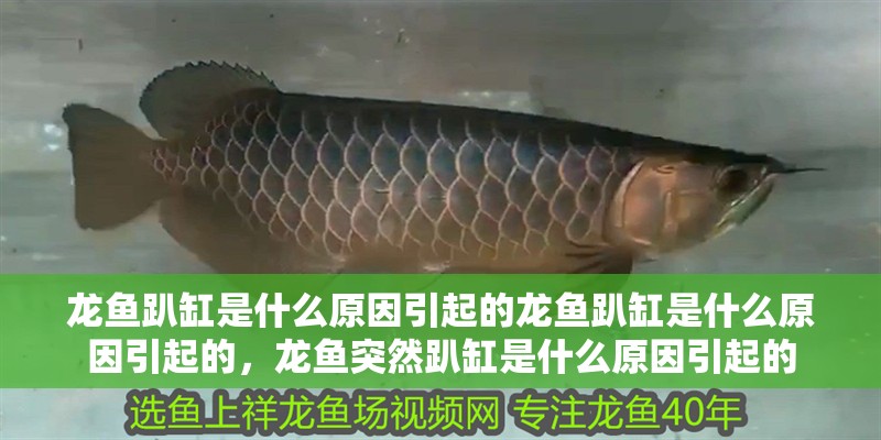 龍魚趴缸是什么原因引起的龍魚趴缸是什么原因引起的，龍魚突然趴缸是什么原因引起的