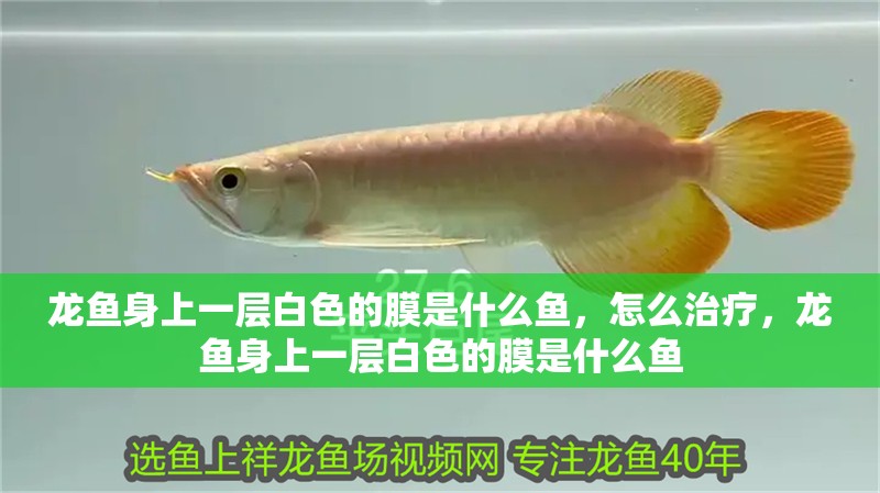 龍魚身上一層白色的膜是什么魚，怎么治療，龍魚身上一層白色的膜是什么魚 龍魚身上一層白色的膜是什么魚，怎么治療，龍魚身上一層白色的膜是什么魚 觀賞魚百科 第1張