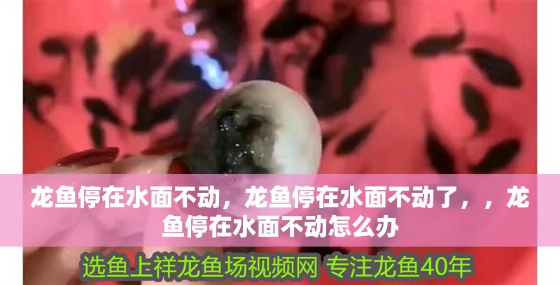 龍魚停在水面不動，龍魚停在水面不動了，，龍魚停在水面不動怎么辦