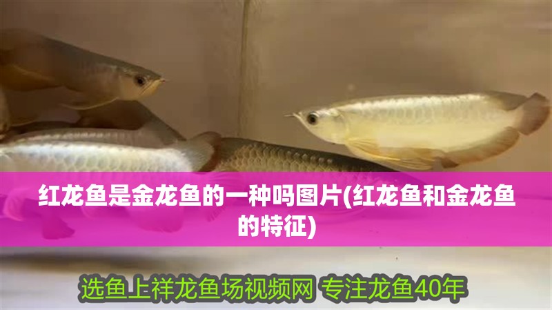紅龍魚(yú)是金龍魚(yú)的一種嗎圖片(紅龍魚(yú)和金龍魚(yú)的特征)