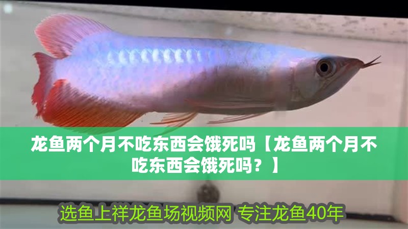 龍魚兩個月不吃東西會餓死嗎【龍魚兩個月不吃東西會餓死嗎？】