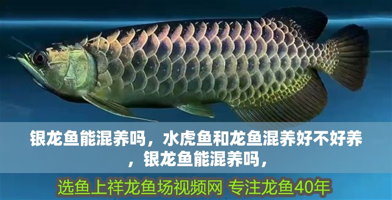銀龍魚能混養嗎，水虎魚和龍魚混養好不好養，銀龍魚能混養嗎，