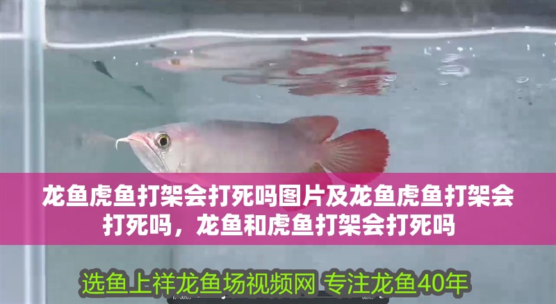 龍魚虎魚打架會(huì)打死嗎圖片及龍魚虎魚打架會(huì)打死嗎，龍魚和虎魚打架會(huì)打死嗎