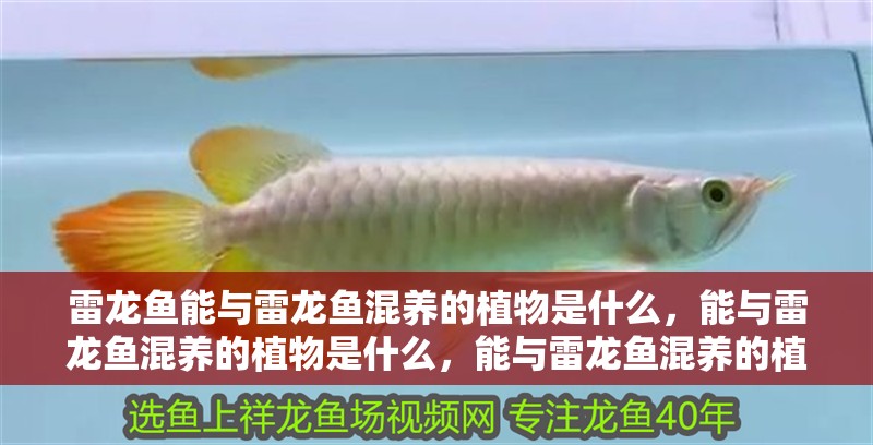 雷龍魚能與雷龍魚混養的植物是什么，能與雷龍魚混養的植物是什么，能與雷龍魚混養的植物