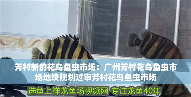 芳村新的花鳥魚蟲市場(chǎng)：廣州芳村花鳥魚蟲市場(chǎng)地塊規(guī)劃過(guò)審芳村花鳥魚蟲市場(chǎng)