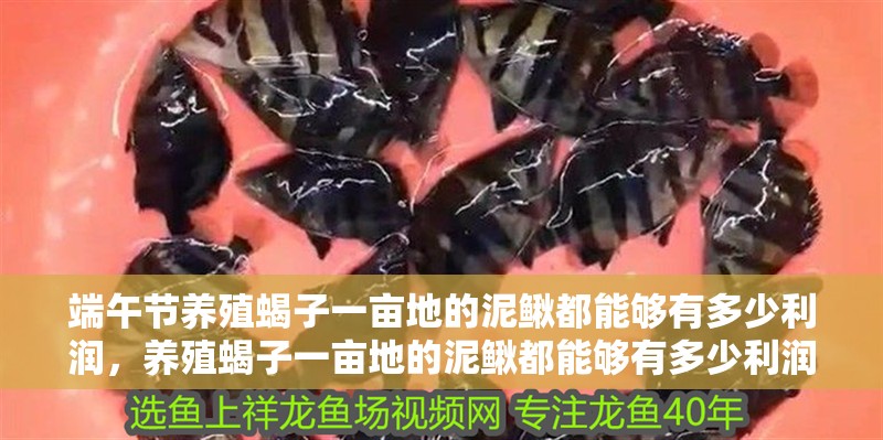 端午節養殖蝎子一畝地的泥鰍都能夠有多少利潤，養殖蝎子一畝地的泥鰍都能夠有多少利潤呢？