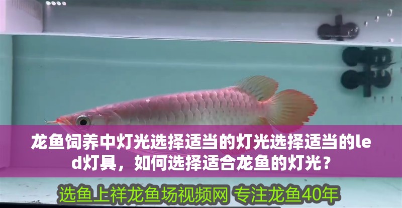 龍魚飼養(yǎng)中燈光選擇適當?shù)臒艄膺x擇適當?shù)膌ed燈具，如何選擇適合龍魚的燈光？