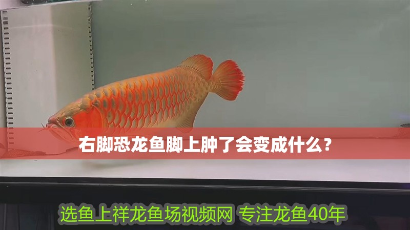 右腳恐龍魚腳上腫了會變成什么？
