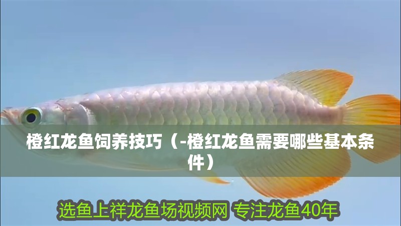 橙紅龍魚飼養技巧（-橙紅龍魚需要哪些基本條件）