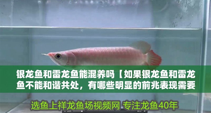 銀龍魚和雷龍魚能混養嗎【如果銀龍魚和雷龍魚不能和諧共處，有哪些明顯的前兆表現需要注意】