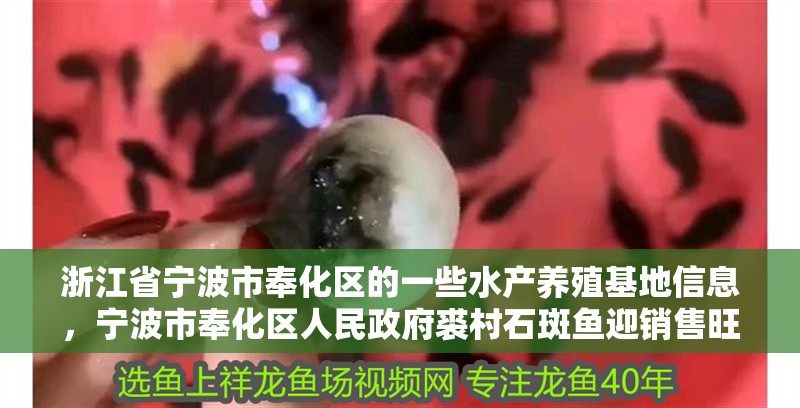 浙江省寧波市奉化區(qū)的一些水產(chǎn)養(yǎng)殖基地信息，寧波市奉化區(qū)人民政府裘村石斑魚迎銷售旺季智慧養(yǎng)殖