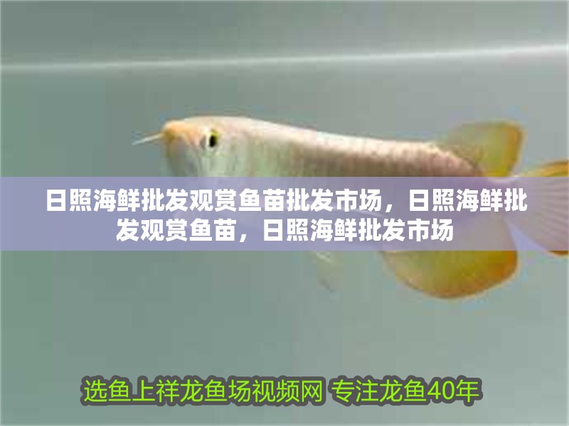 日照海鮮批發觀賞魚苗批發市場，日照海鮮批發觀賞魚苗，日照海鮮批發市場