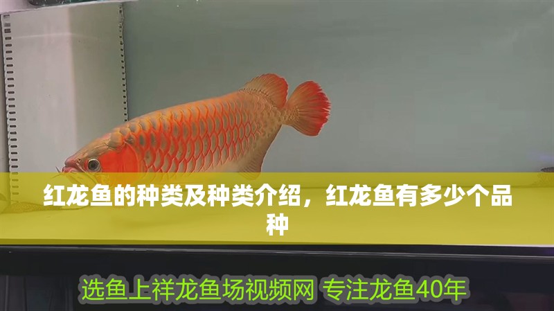 紅龍魚的種類及種類介紹，紅龍魚有多少個品種