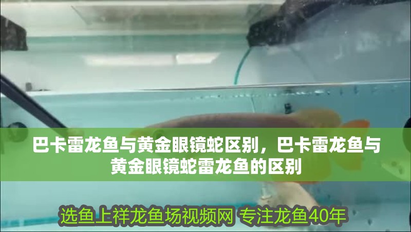 巴卡雷龍魚與黃金眼鏡蛇區別，巴卡雷龍魚與黃金眼鏡蛇雷龍魚的區別 巴卡雷龍魚與黃金眼鏡蛇區別，巴卡雷龍魚與黃金眼鏡蛇雷龍魚的區別 觀賞魚百科