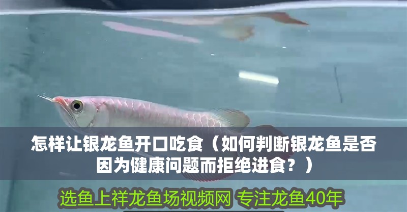 怎樣讓銀龍魚(yú)開(kāi)口吃食（如何判斷銀龍魚(yú)是否因?yàn)榻】祮?wèn)題而拒絕進(jìn)食？）