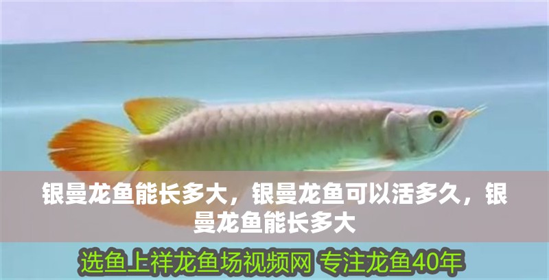 銀曼龍魚能長多大，銀曼龍魚可以活多久，銀曼龍魚能長多大