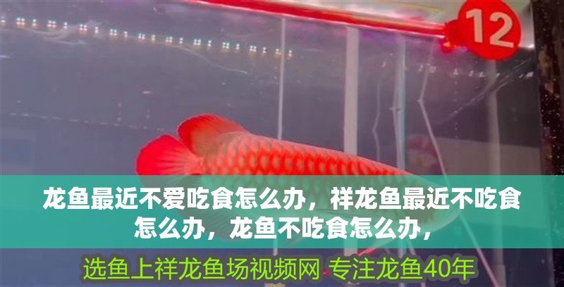 龍魚最近不愛吃食怎么辦，祥龍魚最近不吃食怎么辦，龍魚不吃食怎么辦，