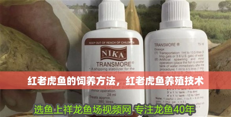 紅老虎魚的飼養方法，紅老虎魚養殖技術 紅老虎魚的飼養方法，紅老虎魚養殖技術 觀賞魚百科 第2張